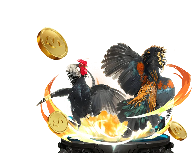 Chiến thuật huấn luyện gà đá